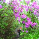 뱀사골야영장 이미지