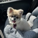 쿠치올로 | [포항 양덕 강아지미용·호텔·셀프목욕] 토리 곰돌이컷 하고 왔어요 🐶✂️