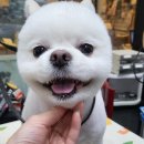 이누펫살롱 이미지