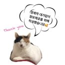 고성 오션뷰 숙소 추천 | 가성비 좋은 고성 파라다이스코브 펜션 - 2번 방문 후기