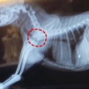 진석범동물병원 이미지