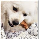 우리덴탈 | 오래먹는 개껌 천연 수제 휴먼그레이드 덴탈껌 후기