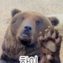 큰곰 이미지