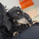 뽀송뽀송애견놀이방 이미지