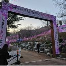 4월6일(일) 오전10시반 원미산 진달래축제 가서 벚꽃도 함께 봐요 이미지