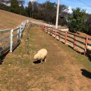 상상목장 | 남해 여행 가볼만한곳 추천 :: 상상양떼목장 편백숲 포토존, 힐링후기 및 입장료 주차장 정보 - 가족...