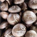 능금농장 이미지