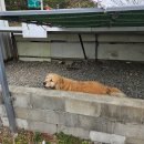 댕댕이밥상 | 경주 감포 맛집 연탄불고기가 맛있는 장터밥상