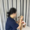 네코스토리(인천 청라점) 강아지 고양이 무료 보호 무료 입양 이미지