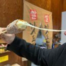 명랑핫도그 | [청주 오창] 오창 간식은 여기지 🌭 명랑핫도그 방문 후기