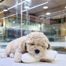 엔젤인독스 이미지