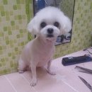 까까줄개 이미지