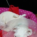 프란다스동물병원 이미지