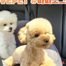 펫 드라이브 2 이미지