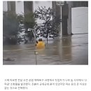 폭우에 떠내려갔던 공주 마스코트 '고마곰' 찾음 ㅋㅋㅋㅋㅋ.jpg 이미지