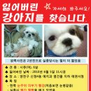 땡글이 이미지
