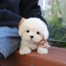 울산 강아지분양 미유펫 이미지