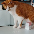 거북헤어 | 고양이 입털뭉치 해결할 고양이 헤어볼 영양제 먹이기 편리한 본아페티