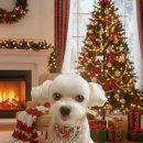 그루밍살롱 이미지