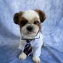 모여라댕댕이 이미지