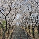 방촌공원 | 대구 벚꽃 만개 260329 침산공원 방촌 벚꽃길 금호강 벚꽃길