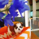 승재밀레니엄오피스텔 | 🐶 부천애견분양 / 닥스훈트·콩시츄·크림푸들 인기견 총출동!