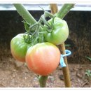텃밭 채소 기르기- 토마토 이미지