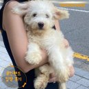 써니퍼피 | 포인핸드 입양후기[❤️입양후기❤️] 1935. 써니