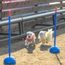 우리동네펫 이미지