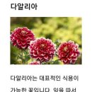 식용 달리아꽃으로해물겨자냉채 이미지