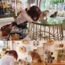 신촌아트체험센터&돌돌이커피 | 파타야 고양이 카페 추천 🐱 | 브리티쉬 숏헤어 30마리 천국, Sunshine Cat Cafe 후기