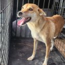 금호염소농장 이미지