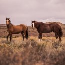 성실오리농장 이미지