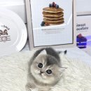 퓨어펫 강아지분양 고양이분양 울산점 이미지