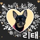 리태 이미지