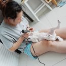 하성이발 | 하성 애견 이발기 이용한 셀프 강아지 미용