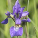 민들레약국 | 발톱무좀 치료제 사용 후기 (재발 없는 발톱무좀약)