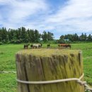 신의목장 이미지