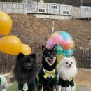 견고하개 이미지