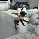 온리 펫살롱 이미지