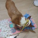 올바른 반려견 보호자 교육 이미지