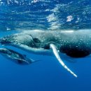 Avatar The Way of Water 이미지