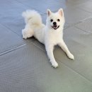 펫츠하우스 애견유치원 이미지