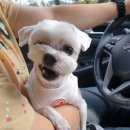 펫지살롱 이미지