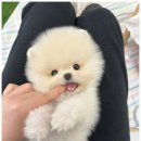 꽃강아지 이미지