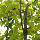 원산농장 이미지