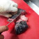 빠르게 회뜨는 방법 이미지