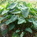 우두로 L 이미지