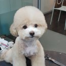피닉스애견미용 네이버블로그