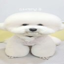 웃개살롱 이미지